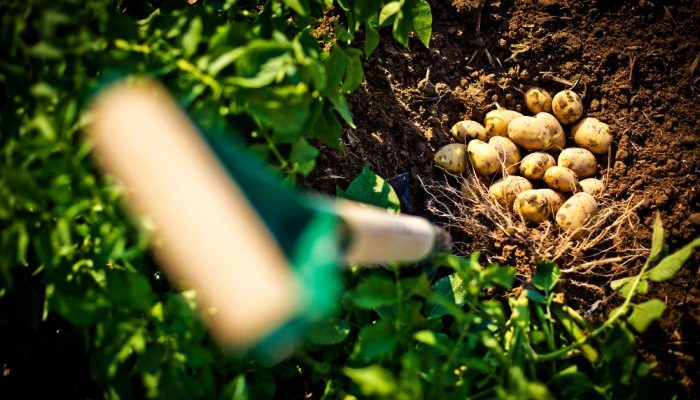 Jak prawidłowo sadzić ziemniaki na działce i w ogrodzie - poradnik dotyczący uprawy i wyboru odpowiednich odmian