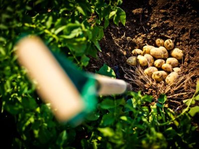 Sposoby i terminy sadzenia ziemniaków w ogrodzie i na działce oraz wybór odpowiednich bulw do sadzenia