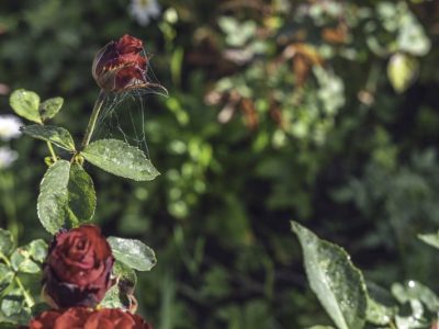 Jak prawidłowo zasadzić różę w ogrodzie - przewodnik krok po kroku z obrazkami