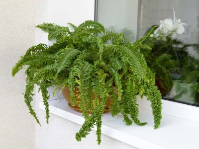 Rośliny ozdobnych liści na balkonie: Idealne do wypełniania pojemników.