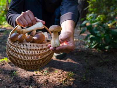 "Polacy szukają grzybów - jakie gatunki są najpopularniejsze?"