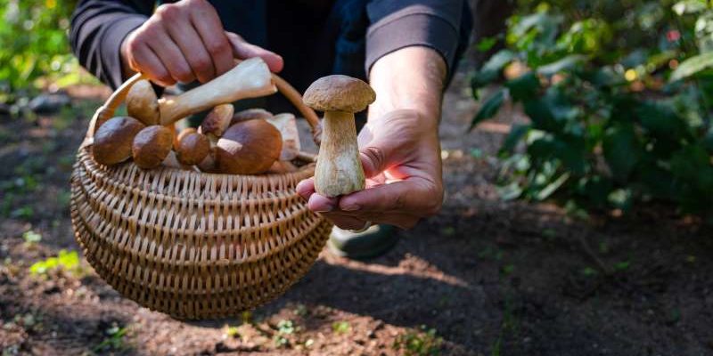 "Polacy szukają grzybów - jakie gatunki są najpopularniejsze?"