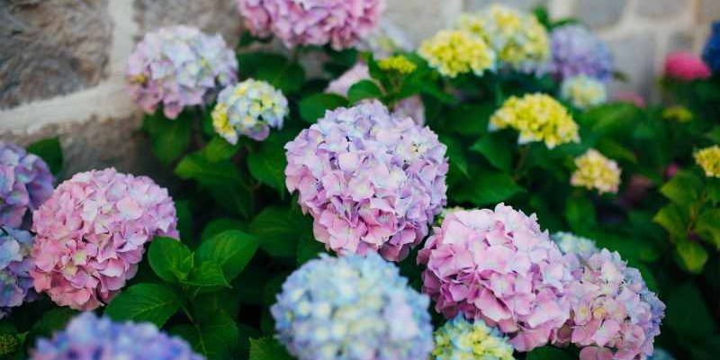Urocze hortensje na przydomowym ogródku i tarasie- zobacz jak pięknie kwitną hortensje ogrodowe