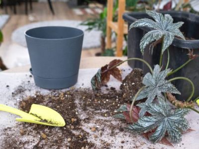 Jak zabezpieczyć rośliny w ogrodzie przed zimowymi mrozami – praktyczne metody okrywania