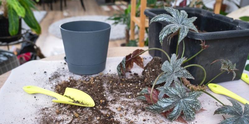 Jak zabezpieczyć rośliny w ogrodzie przed zimowymi mrozami – praktyczne metody okrywania