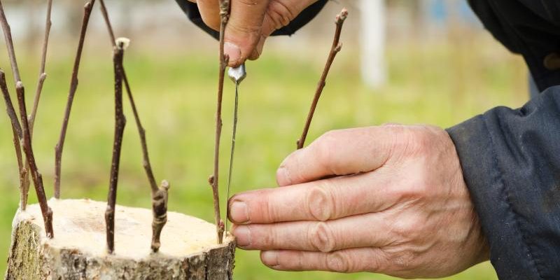Powstawanie najpopularniejszych odmian drzew szczepionych na pniu poprzez łączenie różnych odmian na jednym pniu