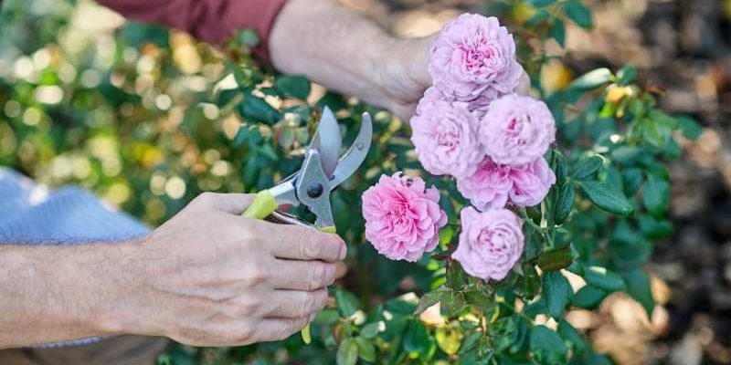 Unikaj tych błędów w uprawie róż, aby cieszyć się pięknymi kwiatami.