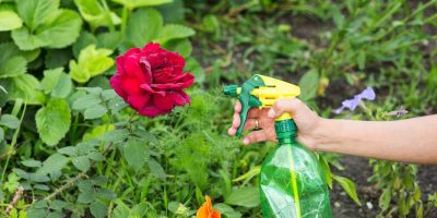 Jak sadzić i pielęgnować piękne odmiany róż na pniu