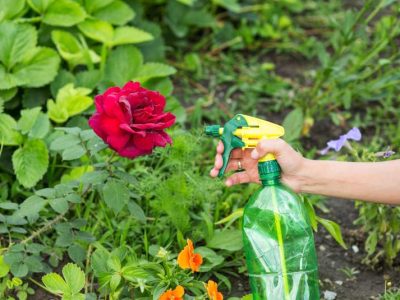 Jak sadzić i pielęgnować piękne odmiany róż na pniu