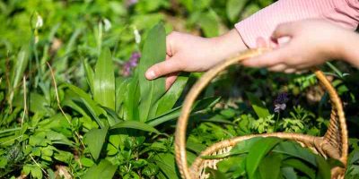 Chmiel w ogrodzie: jak wyhodować i pielęgnować ozdobne odmiany oraz wykorzystać ich właściwości