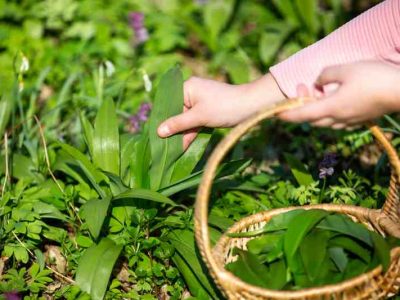 Chmiel w ogrodzie: jak wyhodować i pielęgnować ozdobne odmiany oraz wykorzystać ich właściwości