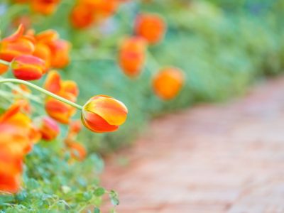 "Piękno ogrodu: Rośliny kwitnące na pomarańczowo"