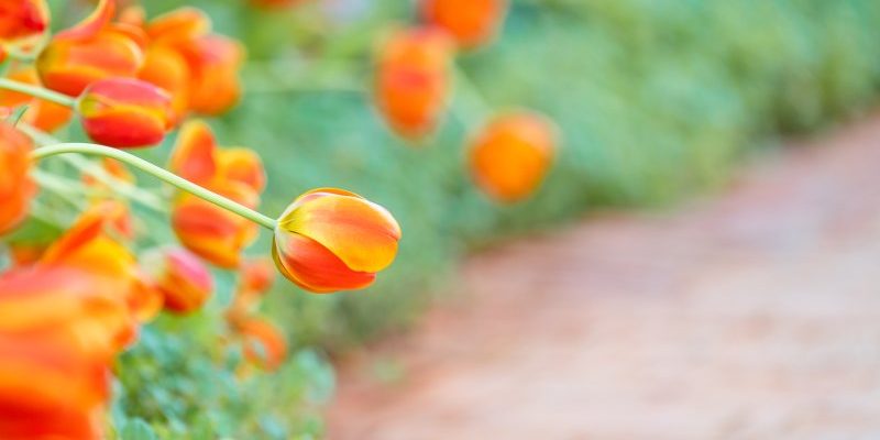 "Piękno ogrodu: Rośliny kwitnące na pomarańczowo"