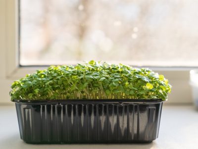 Uprawa golterii rozpostartej - idealna roślina na heathery i do pojemników domowych