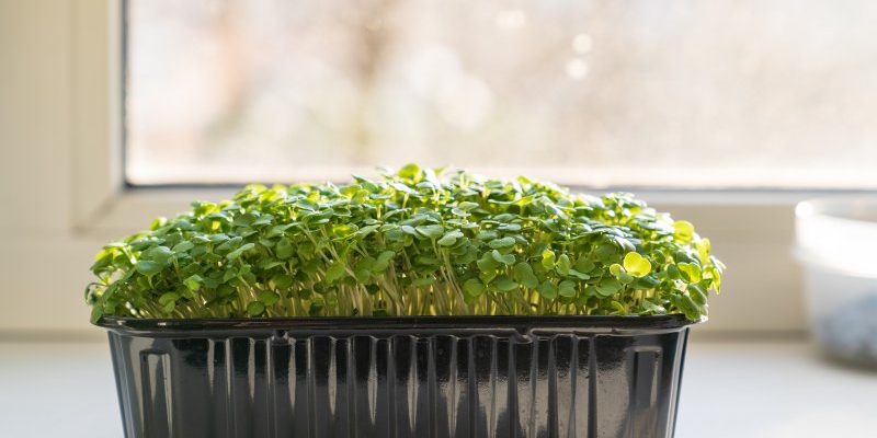 Uprawa golterii rozpostartej - idealna roślina na heathery i do pojemników domowych