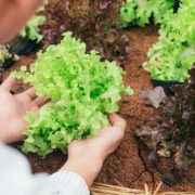 Przygotowanie sałaty z rozsady i uprawa - kiedy sadzić sałatę?