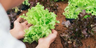 Przygotowanie sałaty z rozsady i uprawa - kiedy sadzić sałatę?
