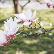 Piękno ogrodu: Jak dobrze zająć się drzewem magnolii? - wymagania i pielęgnacja