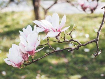 Piękno ogrodu: Jak dobrze zająć się drzewem magnolii? - wymagania i pielęgnacja
