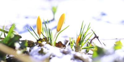 Sprawdzone metody osłaniania roślin przed mrozem: skuteczne sposoby ochrony na zimę