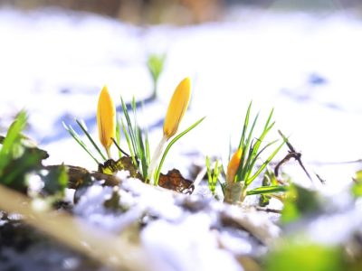 Sprawdzone metody osłaniania roślin przed mrozem: skuteczne sposoby ochrony na zimę