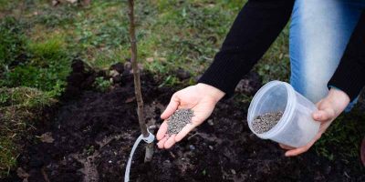 Jak odpowiednio spulchnić glebę w ogrodzie: metody ręczne i maszynowe
