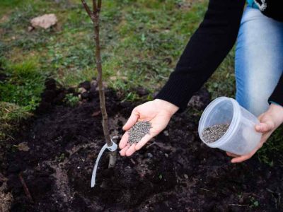 Jak odpowiednio spulchnić glebę w ogrodzie: metody ręczne i maszynowe