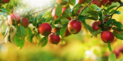 Jabłonie nowoczesne - jak uprawiać i pielęgnować w przydomowym sadzie, lista odmian