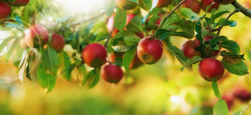Jabłonie nowoczesne - jak uprawiać i pielęgnować w przydomowym sadzie, lista odmian