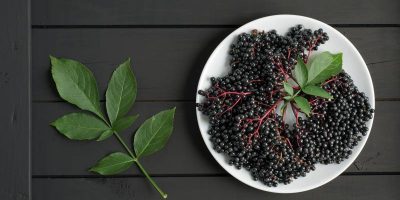 Właściwości owoców i liści czarnego bzu oraz ich zastosowanie