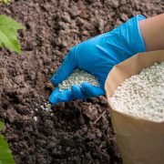 Jak uprawiać grykę w ogrodzie - poradnik od siewu po zbiór