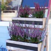 Jak uprawiać lawendę na balkonie i tarasie – praktyczne porady dla miłośników zielonych przestrzeni