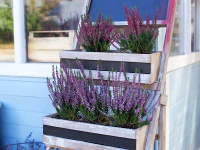 Jak uprawiać lawendę na balkonie i tarasie – praktyczne porady dla miłośników zielonych przestrzeni