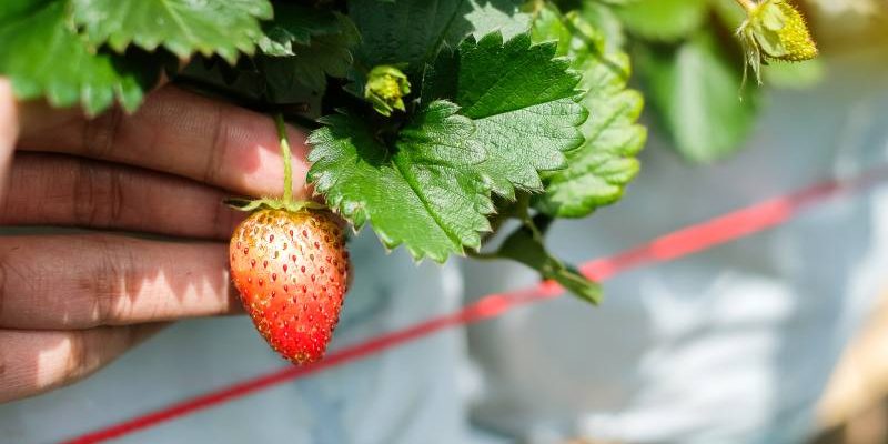 Uprawa i pielęgnacja chruściny jagodnej - zastosowanie drzewa truskawkowego